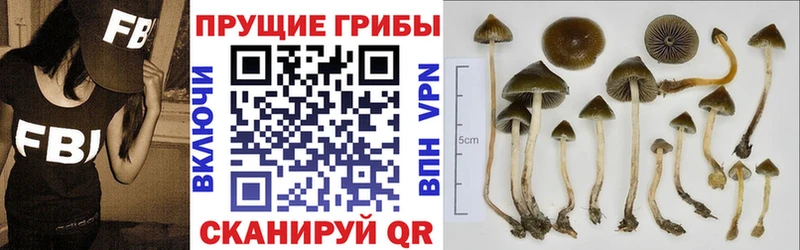 Псилоцибиновые грибы Cubensis  Сураж 